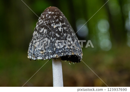 Coprinopsis Picacea also known as Magpie fungus poisonous mushroom in forest Coprinopsis Picacea also known as Magpie fungus poisonous mushroom in forest 123937690