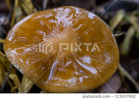 Oudemansiella radicata showcasing its glossy cap and distinct gills on forest floor during autumn Oudemansiella radicata showcasing its glossy cap and distinct gills on forest floor during autumn 123937692