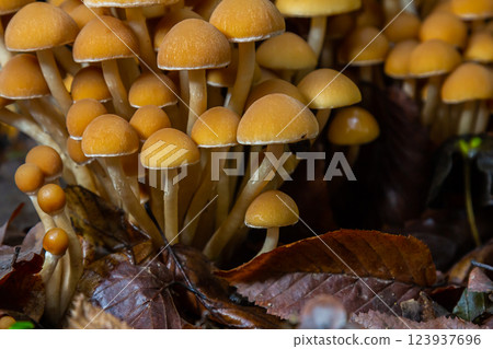 The Conifer Tuft specialises on coniferous dead wood. The stipes are often bent and they grow in tight clumps. The parasol flattens as they grow The Conifer Tuft specialises on coniferous dead wood. The stipes are often bent and they grow in tight clumps. The parasol flattens as they grow 123937696
