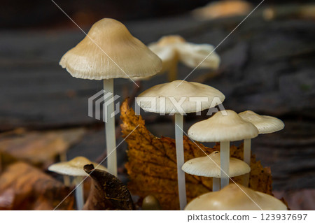 Exploring the delicate beauty of Psathyrella and Mycena galericulata mushrooms nestled in forest debris during autumn 123937697