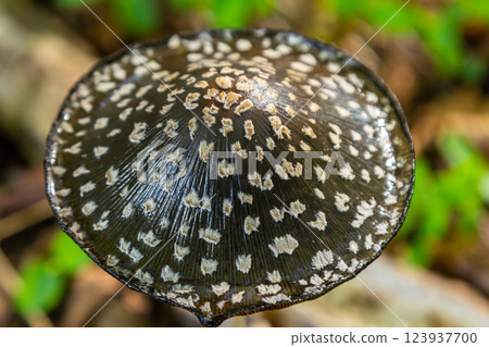 Coprinopsis Picacea also known as Magpie fungus poisonous mushroom in forest 123937700