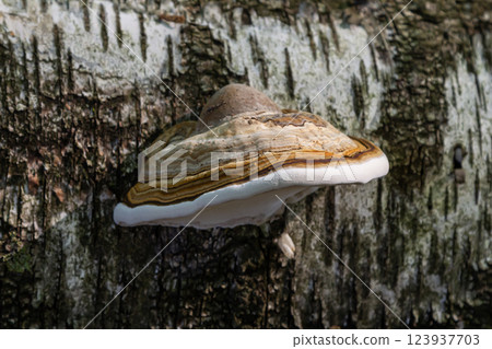Fomitopsis pinicola, is a stem decay fungus common on softwood and hardwood trees. Its conk fruit body is known as the red-belted conk. The species is common throughout temperate Europe and Asia 123937703