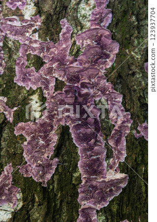 Mycena crocata mushrooms growing on a tree trunk covered in moss in a forest setting during early morning hours 123937704