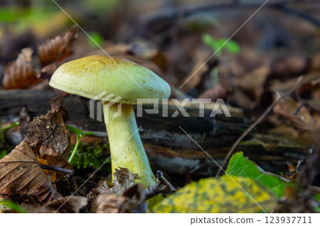 Yellow mushroom growing among fallen leaves and decaying wood in a forest during autumn Yellow mushroom growing among fallen leaves and decaying wood in a forest during autumn 123937711