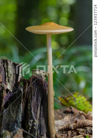 Oudemansiella radicata growing from a decaying stump in a lush forest setting during early autumn Oudemansiella radicata growing from a decaying stump in a lush forest setting during early autumn 123937714