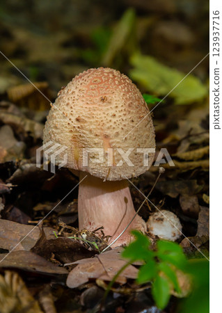 Mushroom Amanita rubescens grows among fallen leaves in a forest during autumn season Mushroom Amanita rubescens grows among fallen leaves in a forest during autumn season 123937716