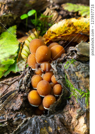 Mushrooms growing on decaying wood in a forest setting showcasing unique features of Mycena crocata and Psathyrella Mushrooms growing on decaying wood in a forest setting showcasing unique features of Mycena crocata and Psathyrella 123937718