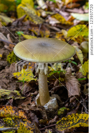 Detailed view of a fungus in a forest setting, highlighting features typical of Amanita citrina and Amanita phalloides during autumn season Detailed view of a fungus in a forest setting, highlighting features typical of Amanita citrina and Amanita phalloides during autumn season 123937720