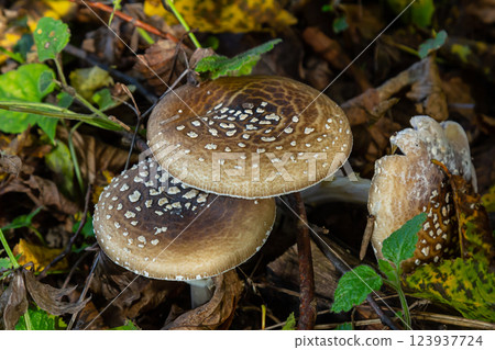The Amanita pantherina, or the Panther Cap, a beautiful and iconic mushroom. A muted relative of the Amanita muscaria or fly agaric, its cap features a bold pattern The Amanita pantherina, or the Panther Cap, a beautiful and iconic mushroom. A muted relative of the Amanita muscaria or fly agaric, its cap features a bold pattern 123937724