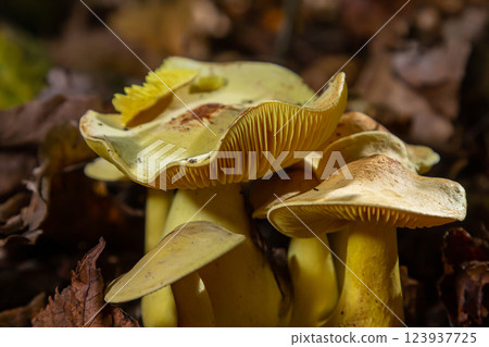 Discovering Psathyrella and Tricholoma sulphureum mushrooms in a forest during autumn Discovering Psathyrella and Tricholoma sulphureum mushrooms in a forest during autumn 123937725