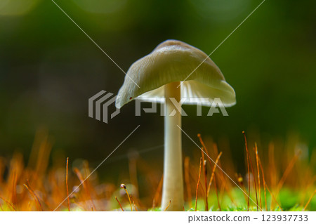 Psathyrella and Mycena galericulata mushrooms growing in a lush forest environment under soft natural light 123937733