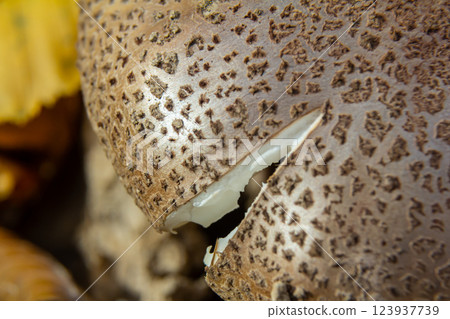 Discovering Amanita rubescens in a woodland setting during the early autumn season reveals its unique texture and coloration Discovering Amanita rubescens in a woodland setting during the early autumn season reveals its unique texture and coloration 123937739