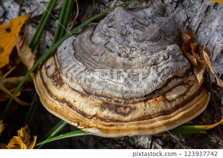 Fomitopsis pinicola, is a stem decay fungus common on softwood and hardwood trees. Its conk fruit body is known as the red-belted conk. The species is common throughout temperate Europe and Asia Fomitopsis pinicola, is a stem decay fungus common on softwood and hardwood trees. Its conk fruit body is known as the red-belted conk. The species is common throughout temperate Europe and Asia 123937742