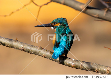 A kingfisher perched on a branch at the waterside of the landscaped pond (boat pond) at Kawagoe Aquatic Park in Ikebe, Kawagoe City, Saitama Prefecture A kingfisher perched on a branch at the waterside of the landscaped pond (boat pond) at Kawagoe Aquatic Park in Ikebe, Kawagoe City, Saitama Prefecture 123937818
