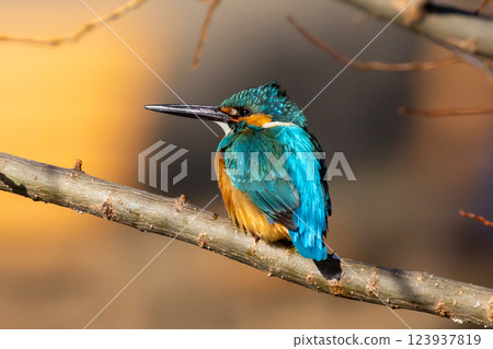 A kingfisher perched on a branch at the waterside of the landscaped pond (boat pond) at Kawagoe Aquatic Park in Ikebe, Kawagoe City, Saitama Prefecture A kingfisher perched on a branch at the waterside of the landscaped pond (boat pond) at Kawagoe Aquatic Park in Ikebe, Kawagoe City, Saitama Prefecture 123937819