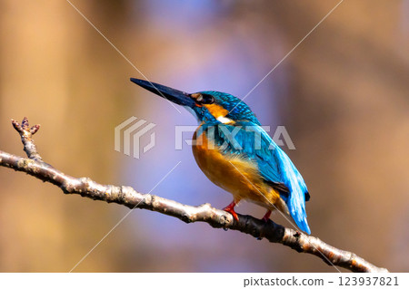 一隻翠鳥棲息在埼玉縣川越市池部川越水上公園的景觀池塘（船池）水邊的樹枝上 123937821