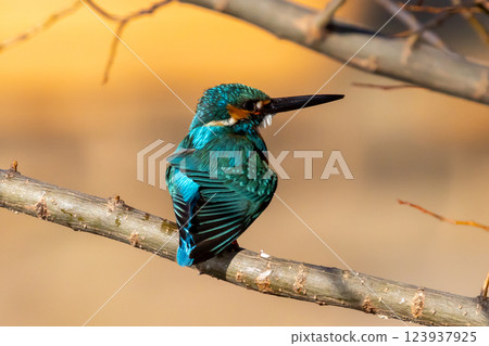 A kingfisher preening on a branch at the waterside of the landscaped pond (boat pond) in Kawagoe Aquatic Park, Kawagoe City, Saitama Prefecture 123937925