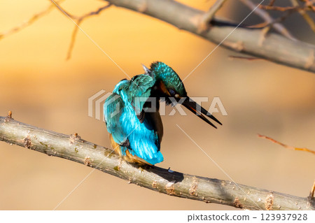 A kingfisher preening on a branch at the waterside of the landscaped pond (boat pond) in Kawagoe Aquatic Park, Kawagoe City, Saitama Prefecture 123937928