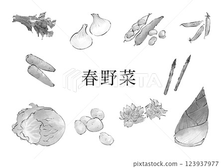 Spring vegetable illustration set, monochrome Spring vegetable illustration set, monochrome 123937977