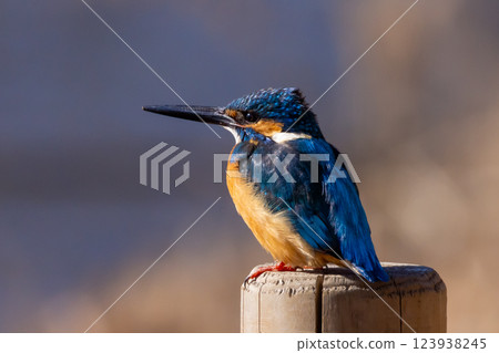 A kingfisher perched on a post at the waterside of the landscaped pond (boat pond) at Kawagoe Aquatic Park in Ikebe, Kawagoe City, Saitama Prefecture A kingfisher perched on a post at the waterside of the landscaped pond (boat pond) at Kawagoe Aquatic Park in Ikebe, Kawagoe City, Saitama Prefecture 123938245