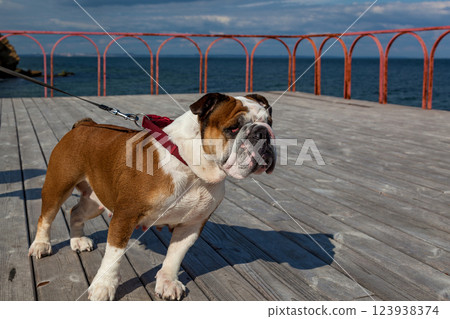 Red English British bulldog on a walk Red English British bulldog on a walk 123938374