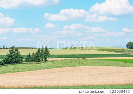 北海道美瑛町，夏天的北海道，美瑛之鄉，有著美麗的拼湊而成的圖案 123938423