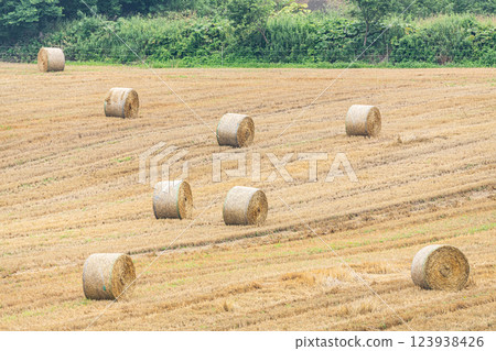 Summer in Hokkaido: northern land and barley rolls (Hokkaido image) 123938426