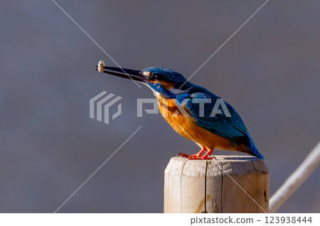 A kingfisher perches on a post at the water's edge of the landscaped pond (boat pond) in Kawagoe Aquatic Park, Kawagoe City, Saitama Prefecture, and holds a small fish for food. 123938444