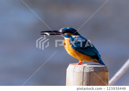 A kingfisher perches on a post at the water's edge of the landscaped pond (boat pond) in Kawagoe Aquatic Park, Kawagoe City, Saitama Prefecture, and holds a small fish for food. 123938446