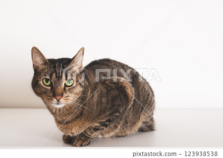 Mackerel tabby cat. 123938538
