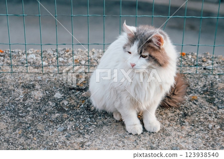 Longhaired cat. 123938540
