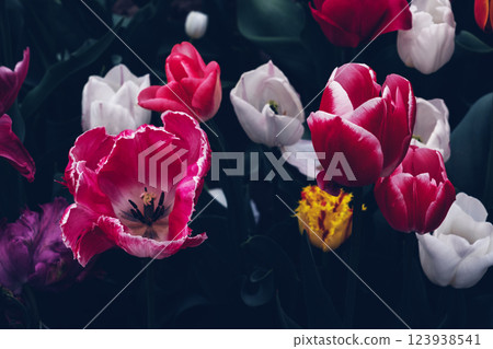 Beautiful tulips. Beautiful tulips. 123938541