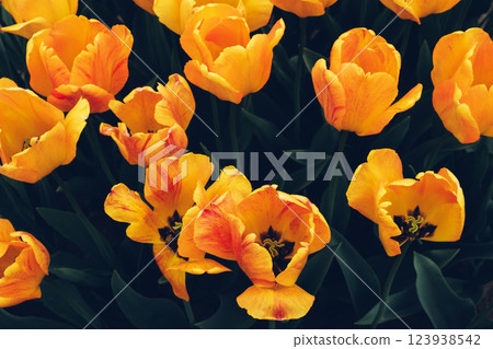 Tulips in bloom. Tulips in bloom. 123938542
