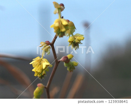 Haruzora and Tosamizuki (Cream yellow Tosa Mizuki flowers on the branches) Haruzora and Tosamizuki (Cream yellow Tosa Mizuki flowers on the branches) 123938641