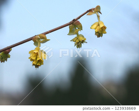 Tosamizuki with flowers at the tip of its branches (cream-yellow flowers of Tosa Mizuki) 123938669