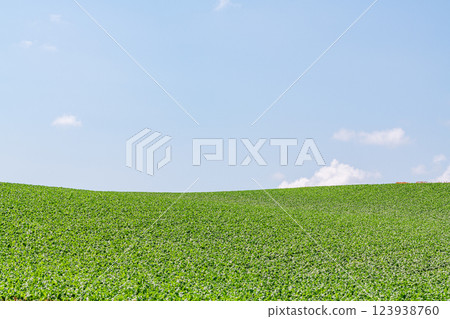 夏天的北海道，綠色的田野和藍色的天空形成鮮明的對比（圖） 123938760