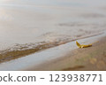 Lonely yellow autumn leaf on the lake shore 123938771