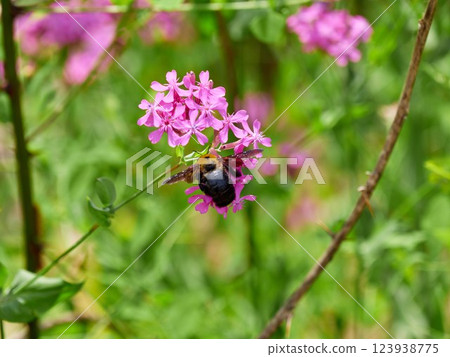 A bumblebee sitting on a catchfly flower 123938775