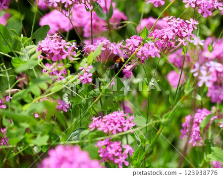 A bumblebee sitting on a catchfly flower 123938776