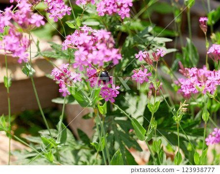 A bumblebee sitting on a catchfly flower 123938777