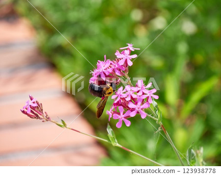 A bumblebee sitting on a catchfly flower 123938778