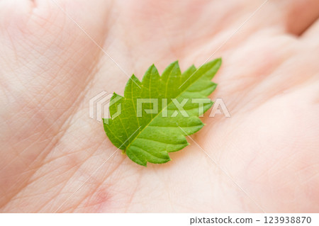 Small leaves 123938870