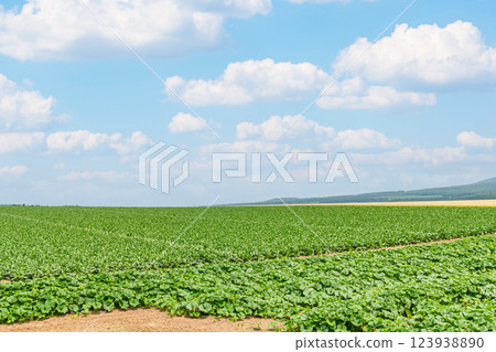 夏天的北海道，綠色的田野和藍色的天空形成鮮明的對比（圖） 123938890