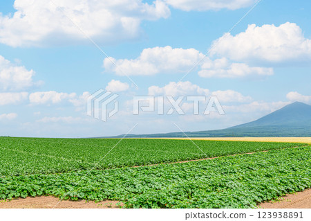 夏天的北海道，綠色的田野和藍色的天空形成鮮明的對比（圖） 123938891