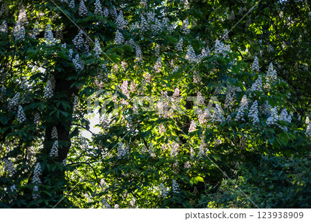 A beautiful chestnut tree blooms with white flowers. The sun breaks through the foliage. Beautiful sun rays. Everything is covered in green leaves. Spring nature. 123938909