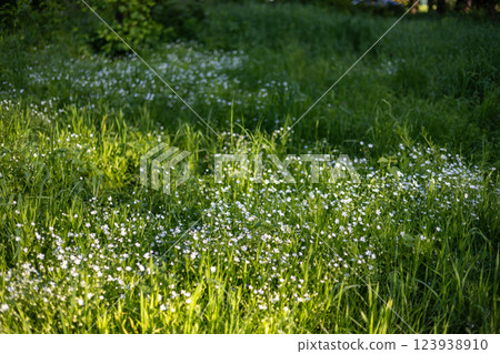 A lush green meadow filled with small white wildflowers under soft sunlight, creating a serene and natural atmosphere. Perfect representation of spring or summer scenery. A lush green meadow filled with small white wildflowers under soft sunlight, creating a serene and natural atmosphere. Perfect representation of spring or summer scenery. 123938910