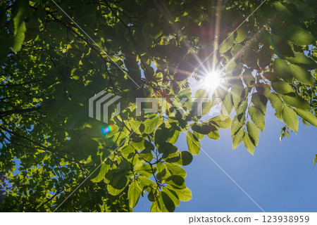 夏季森林樹木 夏季森林樹木 123938959