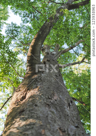 Early summer scenery looking up at trees 123938963