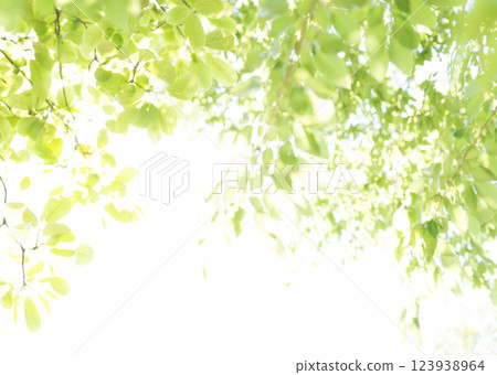 夏季森林樹木 123938964