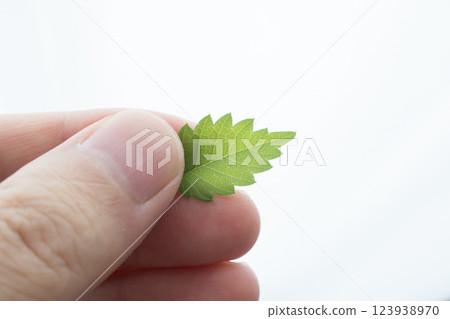 小葉子 123938970